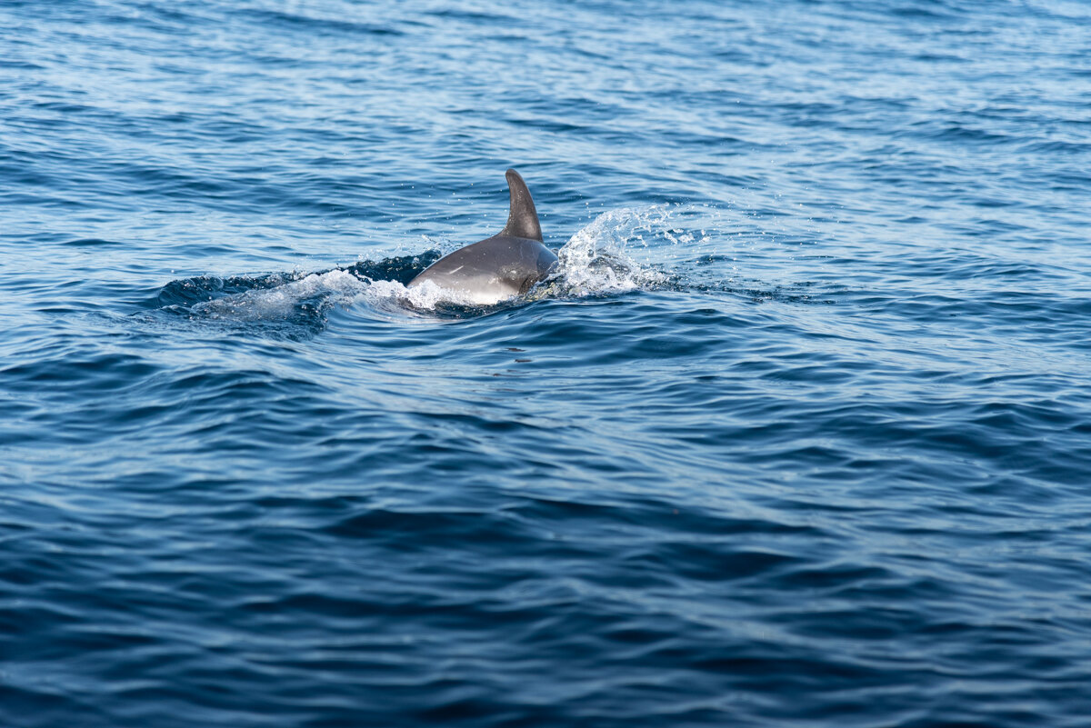Aileron de dauphin dans l'océan