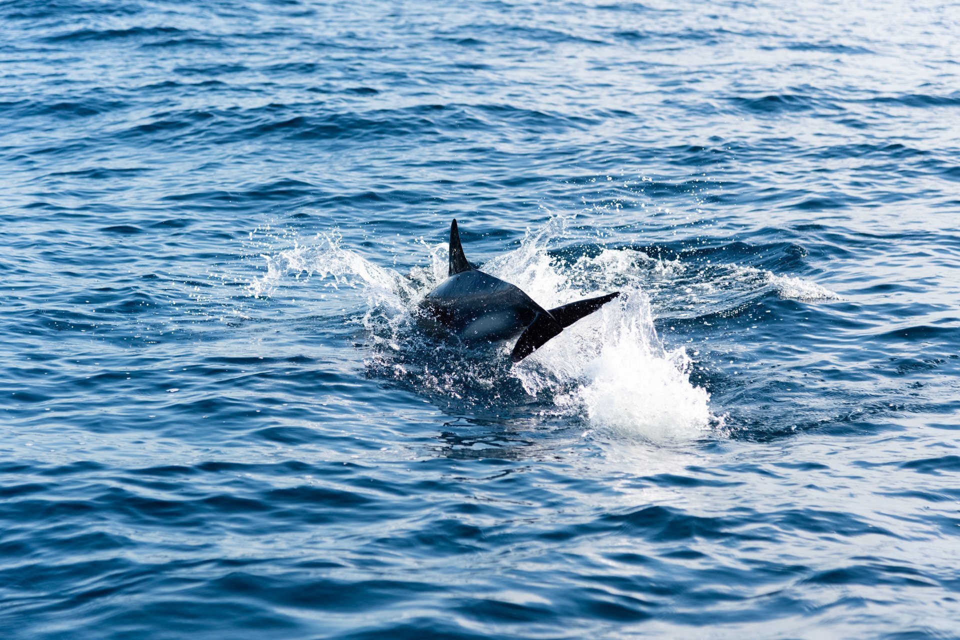 Dauphin hors de l'eau