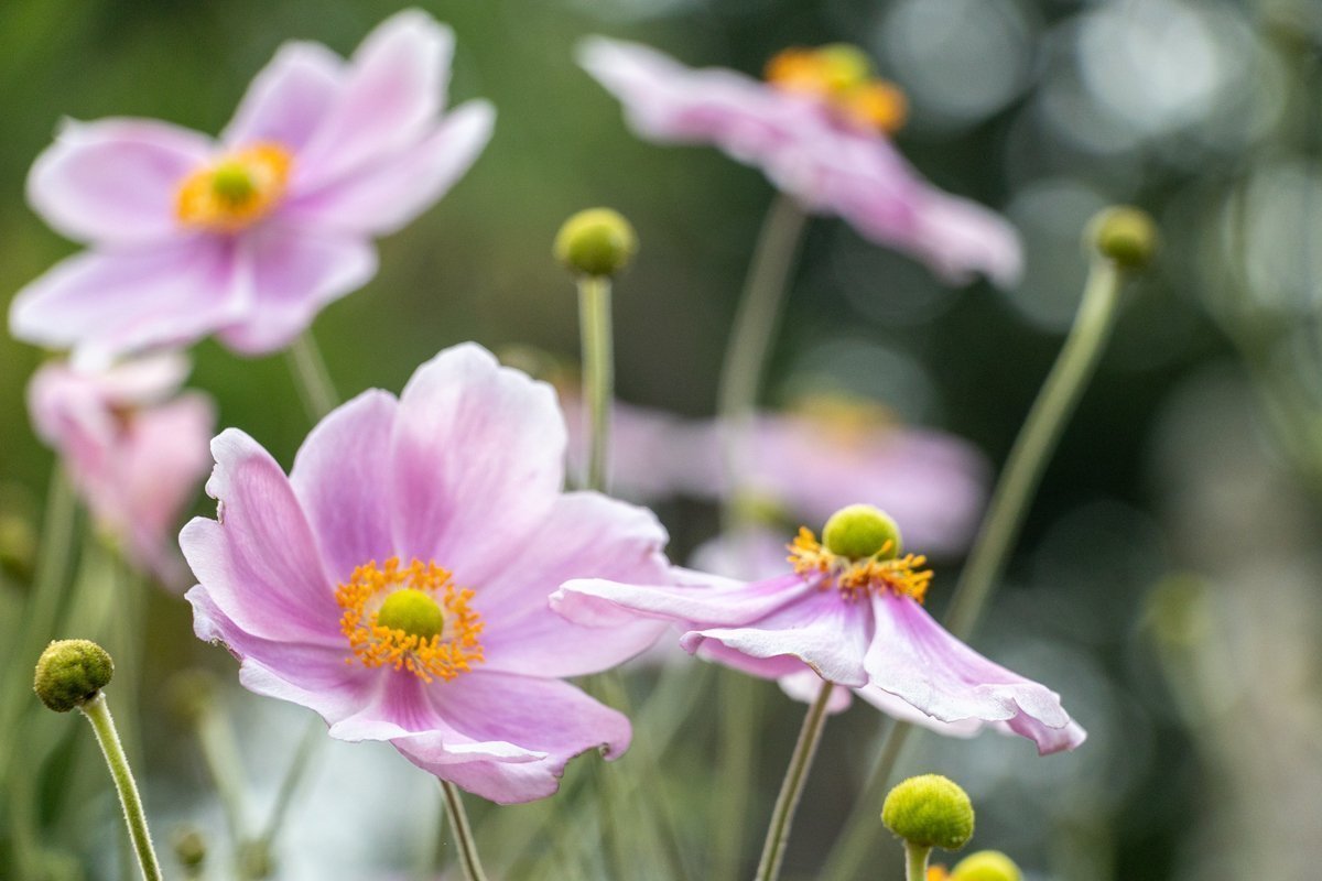 fleurs dans le jardin