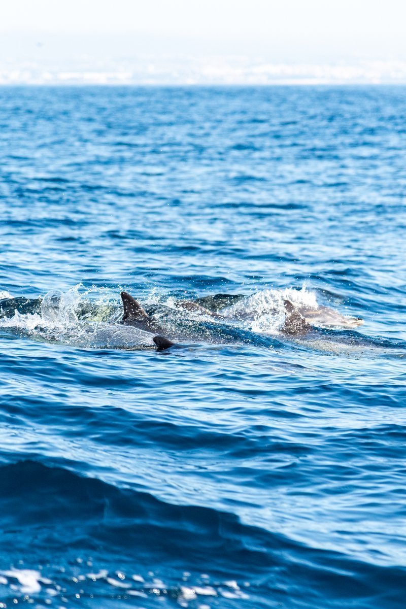 dauphins nageant dans le Tage
